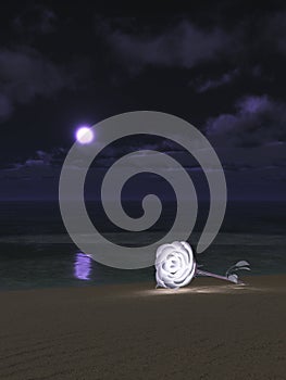 Luminous white rose on moonlit beach photo