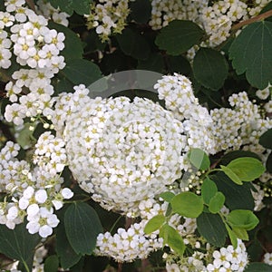 Luminous White Wild Flowers for wedding bouquets - Paris, France