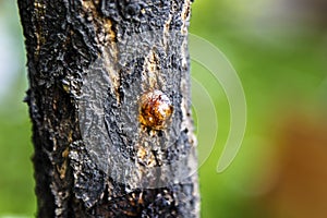 A lump of drying resin on a cherry tree