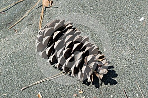 The cone lies on the sand, close-up.