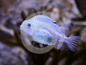 Lumpfish (Cyclopteridae
