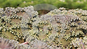 Cabbage Ornamentel.  Leaves