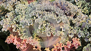 Cabbage Ornamentel.  Leaves