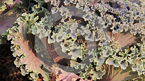 Ornamentel Cut Kale
