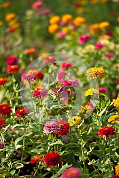 Lumphini Park, Flowers.