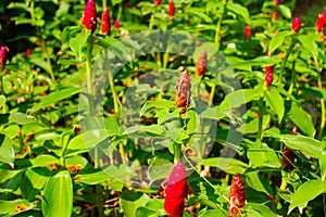 Red Exotic Flower Costus Speciosus at Lumpini Park, Thailand.