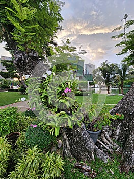 Lumpini lake park in bangkok, Thailand