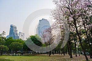 Lumpini park Bangkok Thailand with a air polutted sky pm 2,5 smog