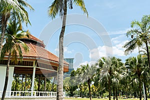 Lumpini Park palm tree forest in Bangkok, Thailand