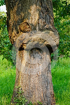 Lumps and Growths on Trees Tree Cancer