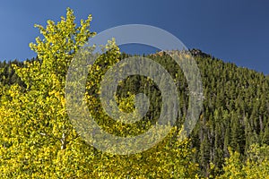 Lumpy Ridge Peak and Golden Aspen Trees