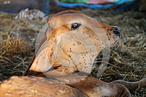 Lumpy skin disease that occurs in cows. The calf has lumpy skin, causing lesions of the skin all over the body