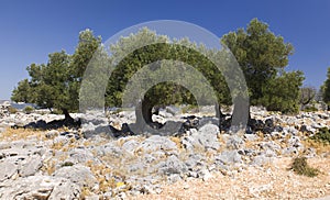 Lun olive trees