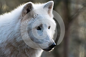 Luna, the arctic wolf