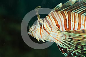 Luna lionfish