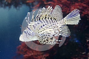 Luna Lionfish