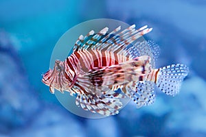 Luna lionfish Pterois lunulata. Luna lion fish swimming in the blue water