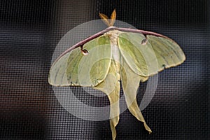 Luna Moth