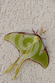 Luna Moth