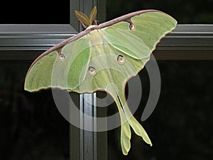 Luna Moth photo