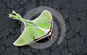 Luna Moth