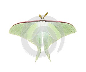 Luna Moth