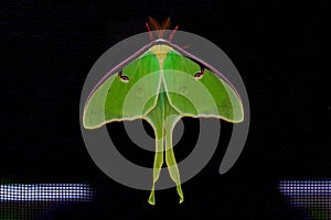 Luna Moth