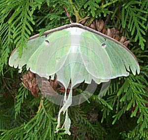 Luna Moth