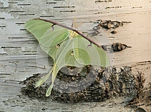 Luna Moth