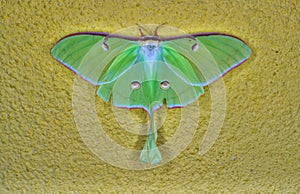 Luna Moth