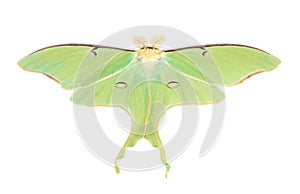 Luna Moth