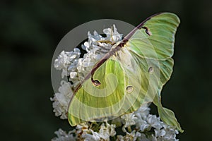 Luna Moth - Actias luna