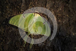 Luna Moth - Actias luna