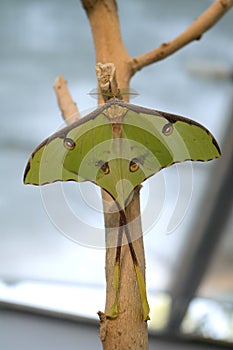 The luna moth (Actias luna)