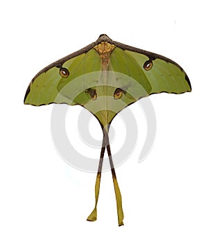 The luna moth (Actias luna)