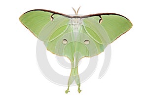 Luna Moth (Actias luna)