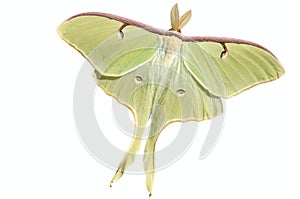 Luna Moth (Actias luna) photo