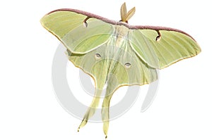 Luna Moth (Actias luna)