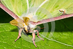 Luna Moth - Actias luna