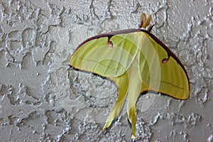 Luna Moth (Actias luna)