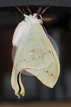 Luna Moth Actias luna