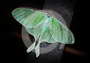 Luna Moth (Actias luna)