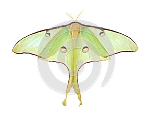 Luna Moth, Actias luna, isolated