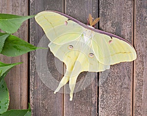 Luna moth, Actias luna