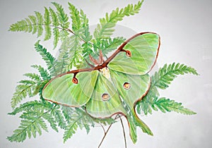 Luna Moth Art with copy space