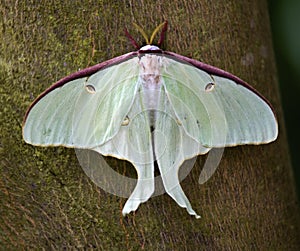 Luna Moth Butterfly