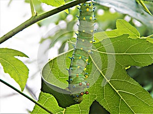 Luna moth caterpillar