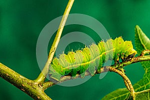 Luna Moth caterpillar (Actias luna) feeding on Sweet Gum Tree