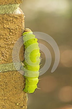 Luna Moth Caterpillar on a Brick Wall