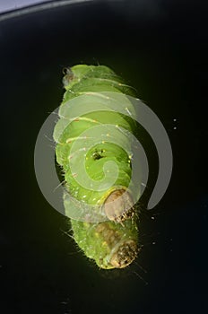 Luna moth caterpillar